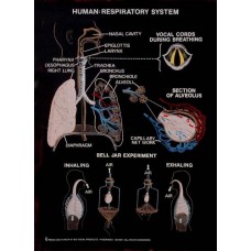 Zoology Bio Visual Charts